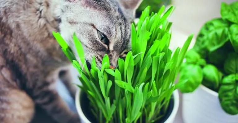 TIERPLUS RECHT: KATZENGRAS, KRALLENSCHÄRFEN, KASTRATION