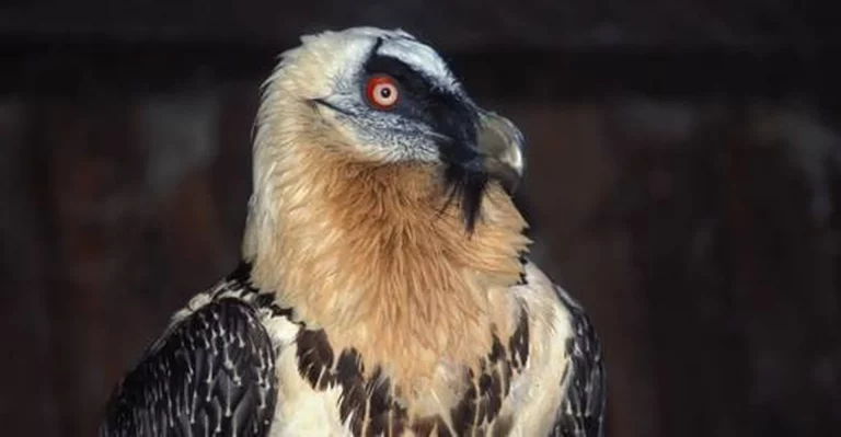 KÖNIGLICHE AASFRESSER