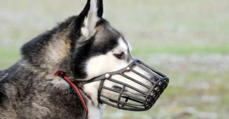 MAULKORB – DAS MUSS ER KÖNNEN!