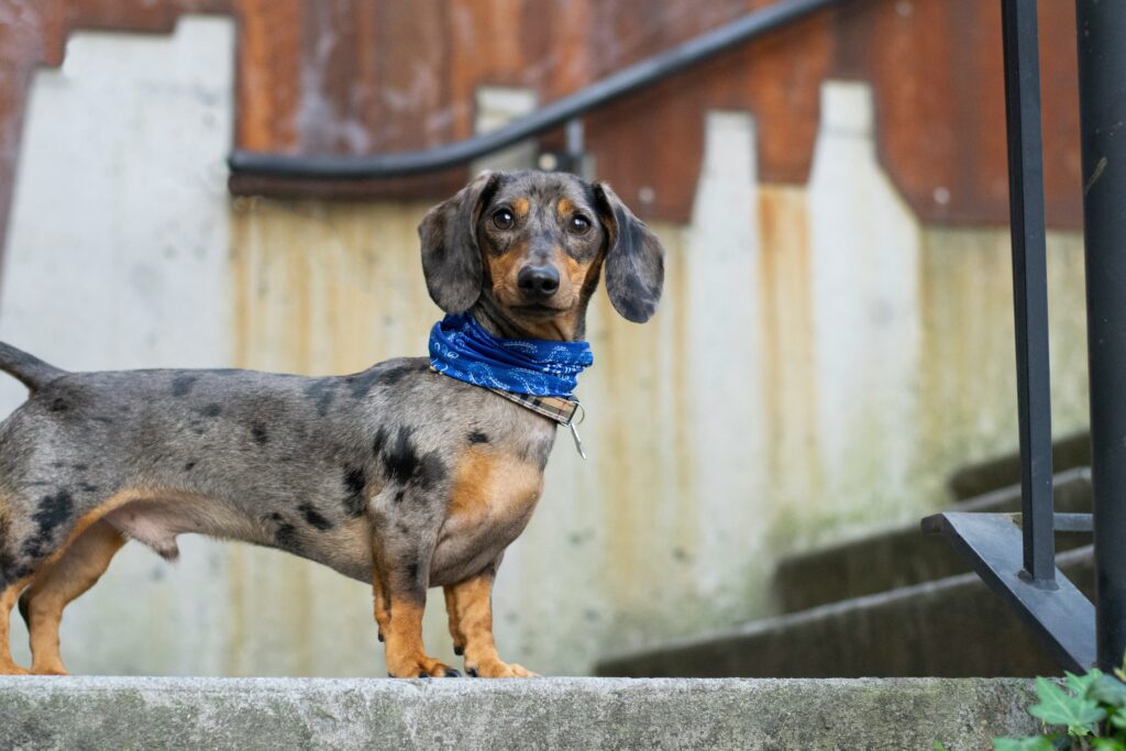 Bandscheibenvorfall Hund TIERPlus Contentbild