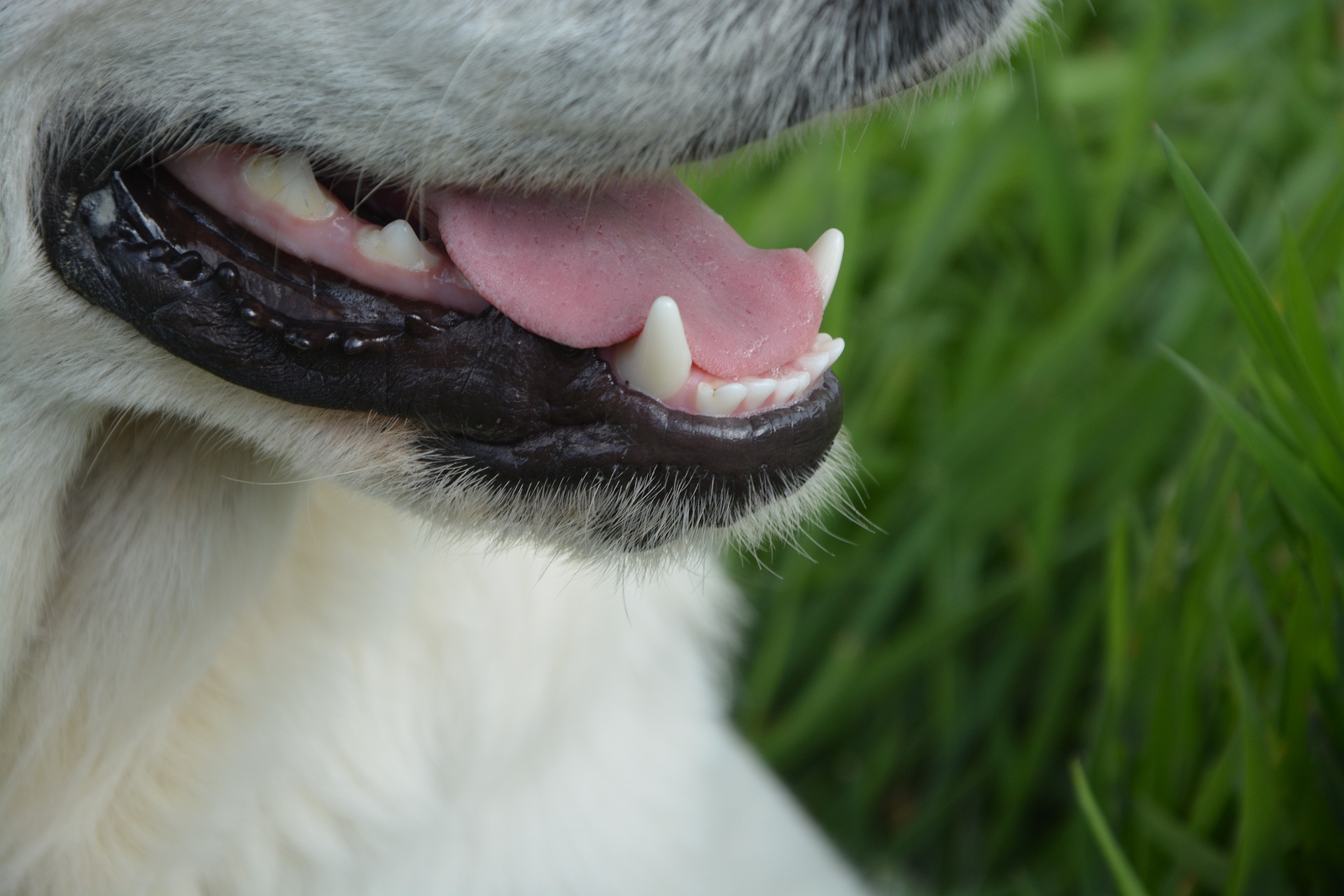 zahnstein bei hunden selbst entfernen