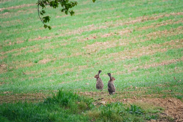 Zwei Hasen auf einer grünen Wiese
