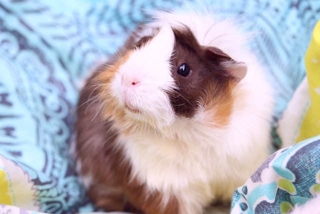 Braun weisses Meerschweinchen auf einem Sofa