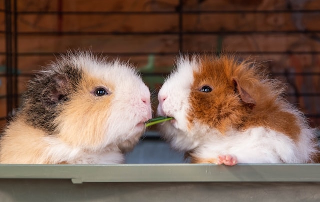 Meerschweinchen Paar teilt sich Futter