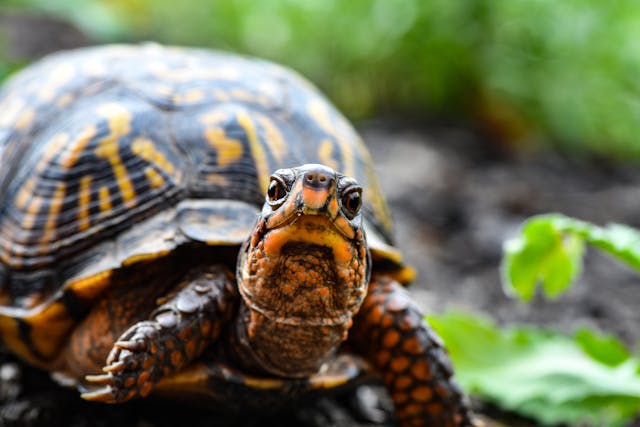 Eine Schildkröte schaut in die Kamera