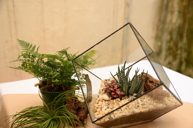 geometrisches terrarium mit baum