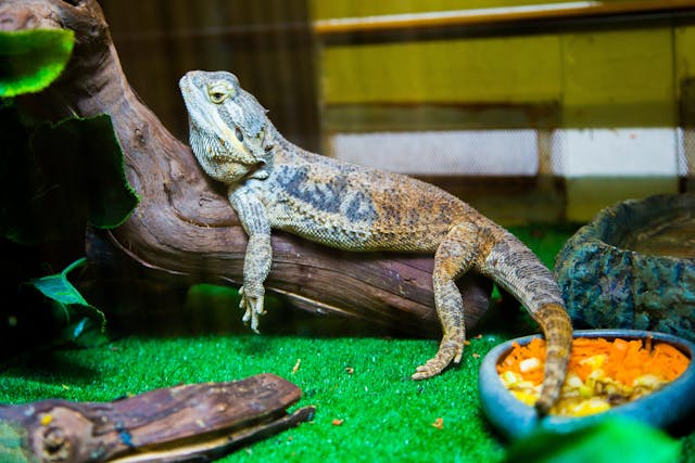 eidechse in einem terrarium