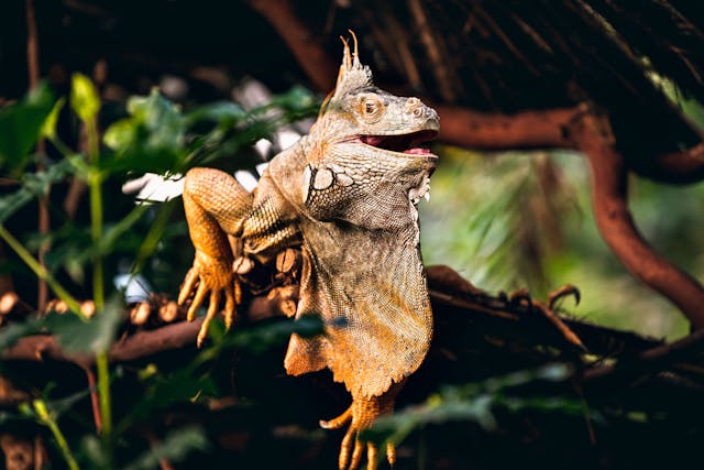 brauner und grauer bartagame aufbraunem ast