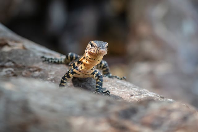 Gecko auf einem Baum