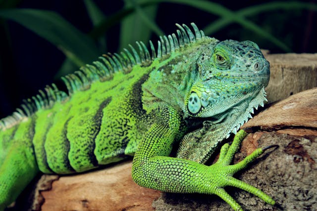 Grüner Leguan