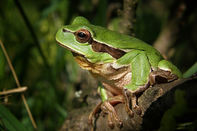 Grüner Frosch auf einem Zweig