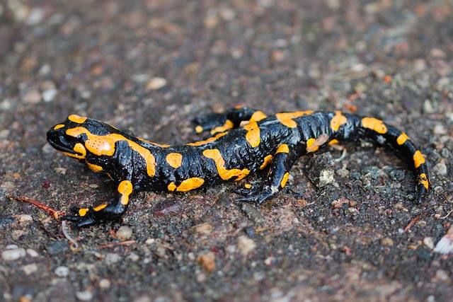 Schwarz-gelber Salamander