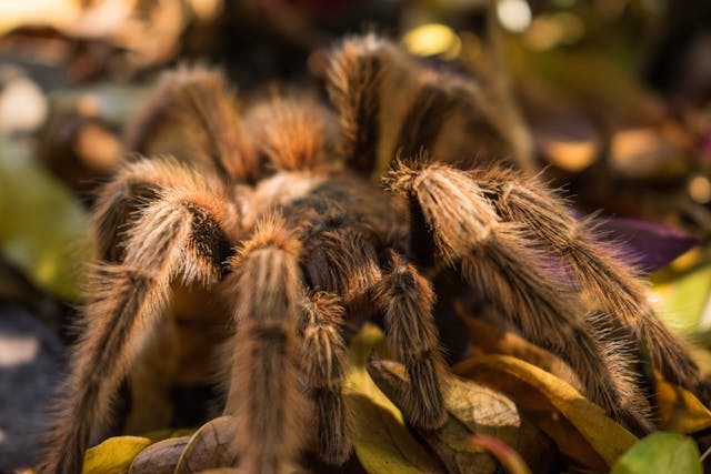 Braune Vogelspinne