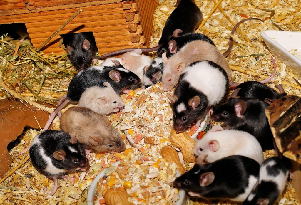 Rudel Farbmäuse beim Fressen