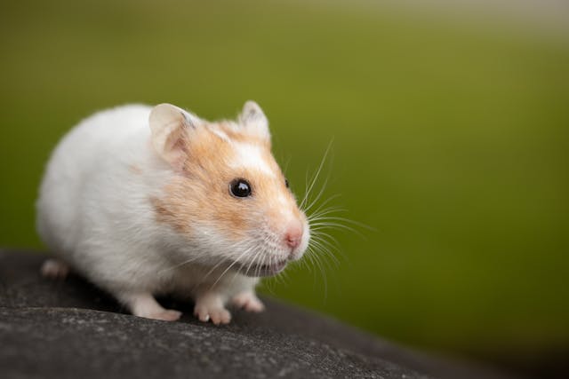 Weiß-sandfarbener Hamster Nahaufnahme