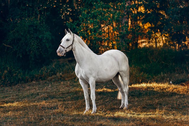 Ein weißes Pferd steht vor einem Wald im Freien