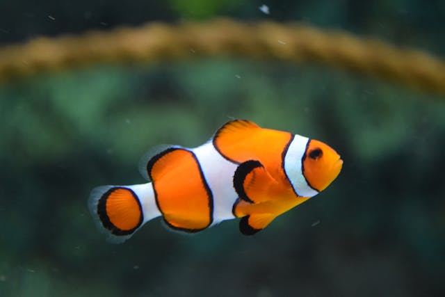 Ein Clownfisch im Wasser