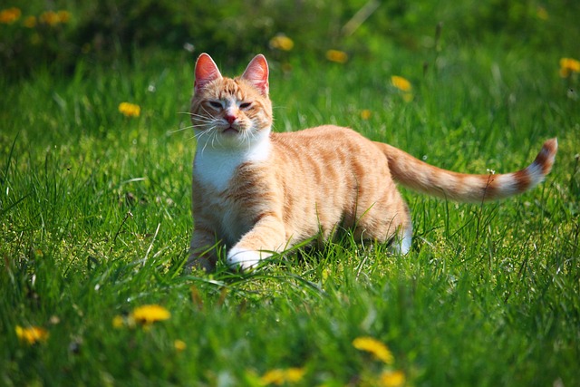 Orangene Katze spaziert durch eine Wiese mit gelben Löwenzahnblumen