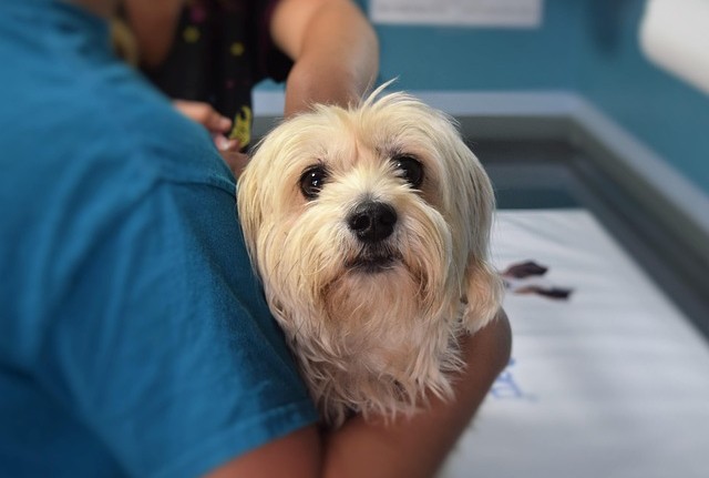 kreuzbandriss hund tierplus 3