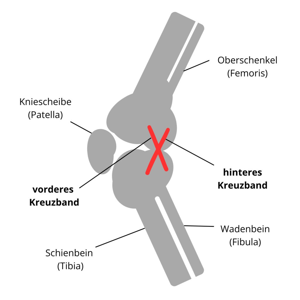 Grafik der anatomischen Darstellung eines Hundeknies