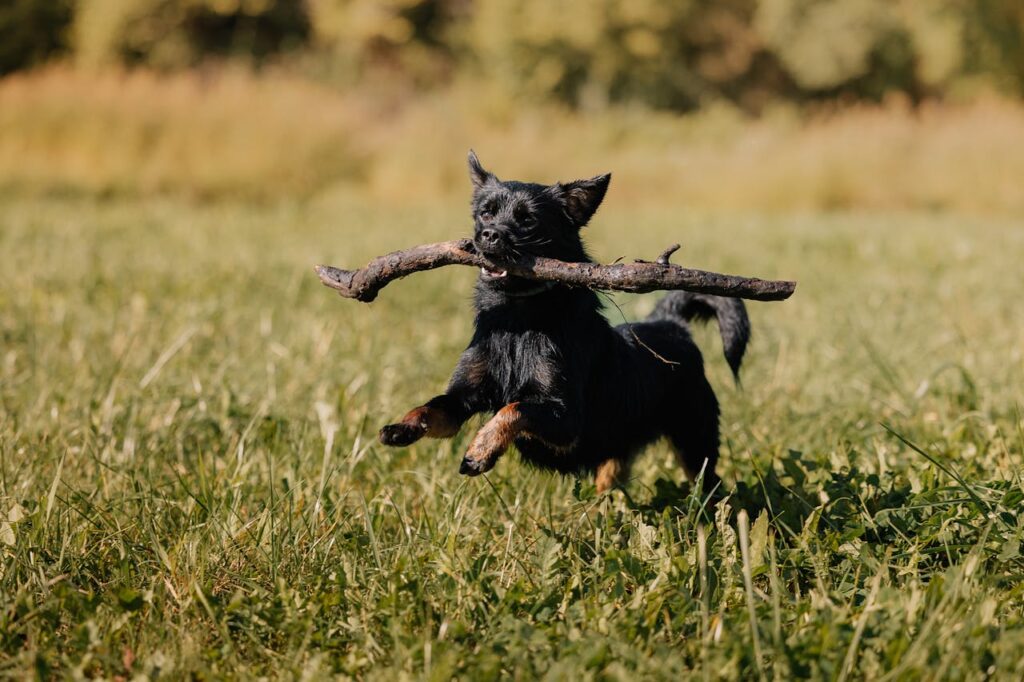 Schwarzer Hund läuft über einer Wiese mit einem Stock im Maul