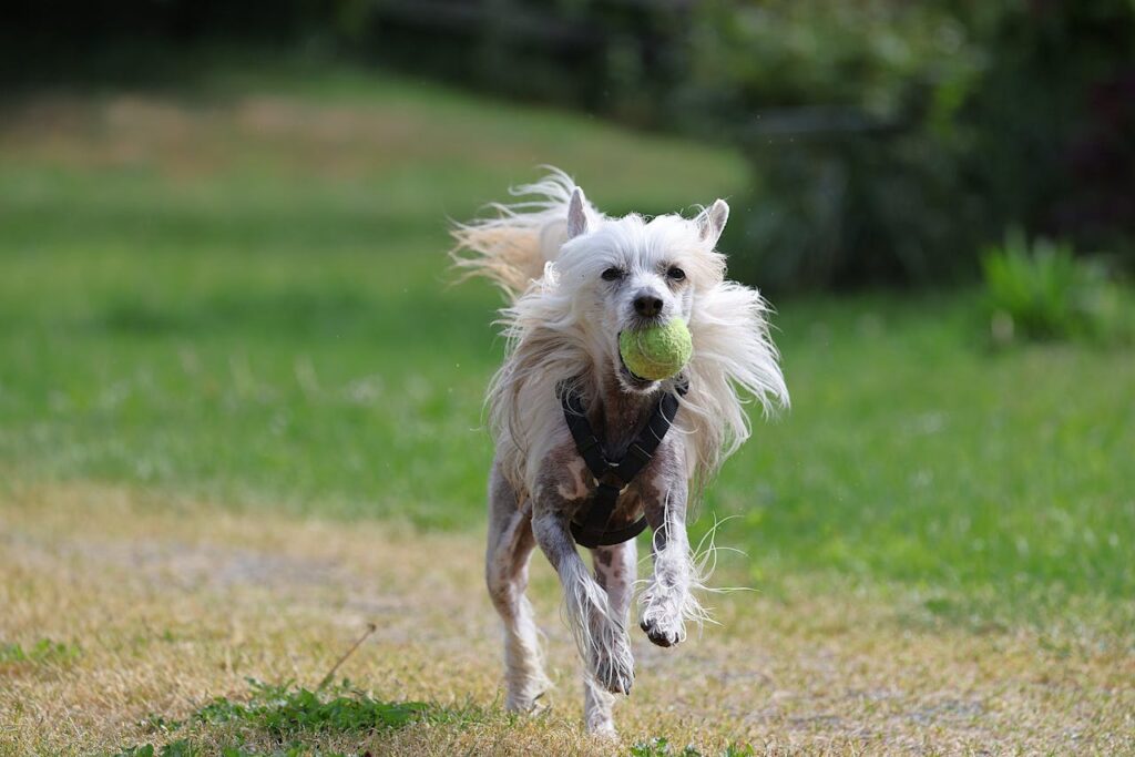 Chinesischer Schopfhund beim Laufen auf einer Wiese mit einem Tennisball im Maul