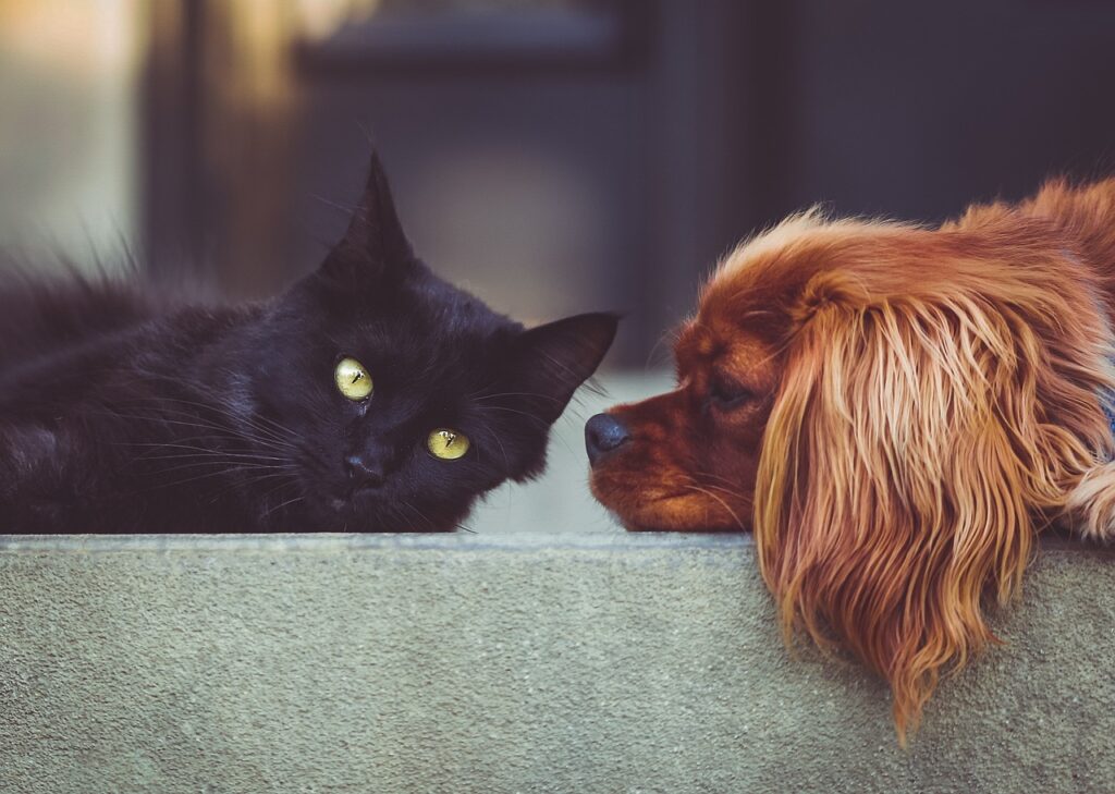 Eine schwarze Katze und ein brauner Hund liegen auf einer Terrasse