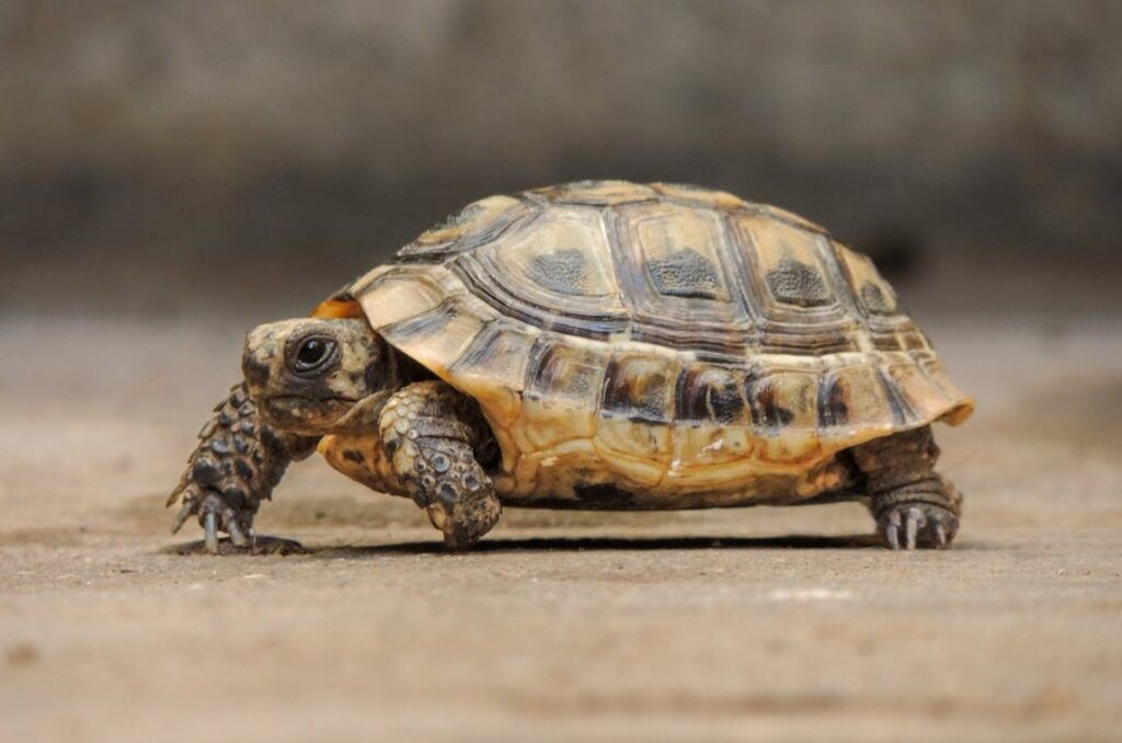 schildkröte ist auf einem einem steinigen boden unterwegs