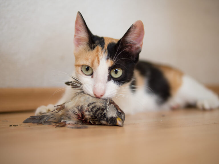 News 11 Katze mit Sperling Ivan Radic flickr CC BY 2.0